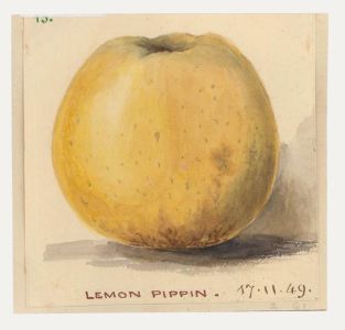 1949 Watercolour - Lemon Pippin
