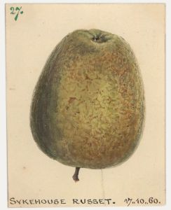 1860 Watercolour - Sykehouse Russet