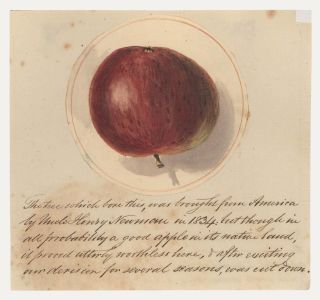 Mid 19th Century Watercolour - Utterly Worthless Apple