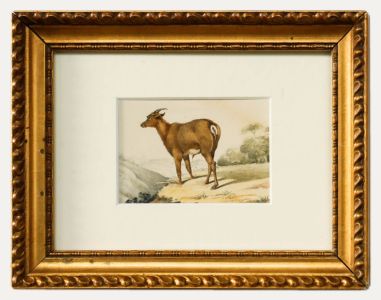 19th Century Watercolour - Deer Goat in a Landscape