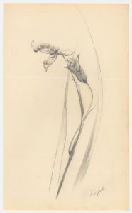 Attrib. John Cluysenaar (1899-1986) - Graphite Drawing, Iris Foetidissima