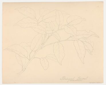 William Henry Ladd - Early 20th Century Graphite Drawing, Portugal Laurel