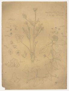 William H. Ladd - Early 20th Century Graphite Drawing, Spring Botanical Studies