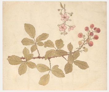 William Henry Ladd - Watercolour, Raspberry Bush and Blossoms
