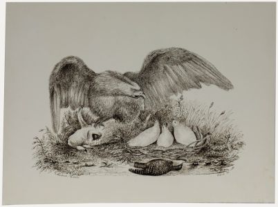 Charles Newport Bolton - 1838 Etching, Eagle Feeding her Young