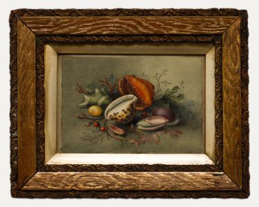 c.1830 Watercolour - Sea Shells