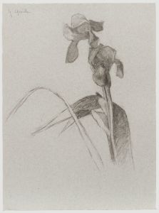 G. Querville - Early 20th Century Graphite Drawing, Garden Flowers