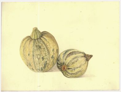 Kathleen Moyra Bellis - 20th Century Watercolour, Gourds