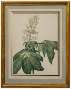 Madame F.C. Byrne (1789-1876) - 19th Century Watercolour, Red Horse Chestnut