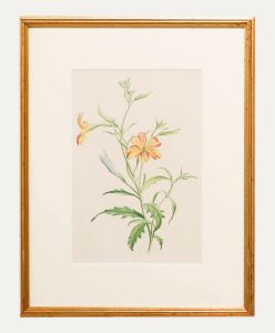 Madame F.C. Byrne (1789-1876) - 20th Century Watercolour, Wild Flower
