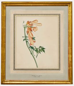Madame F.C. Byrne (1789-1876) - Mid 20th Century Watercolour, Foxgloves