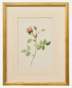 English School 19th Century Watercolour - Pink Rose Bud