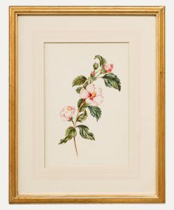 English School 19th Century Watercolour - Hibiscus