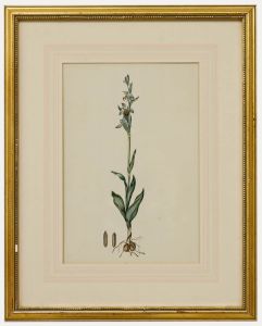 English School 19th Century Watercolour - Bee Orchid