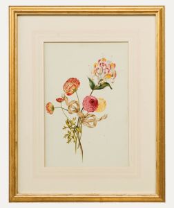 19th Century Watercolour - Ranunculus