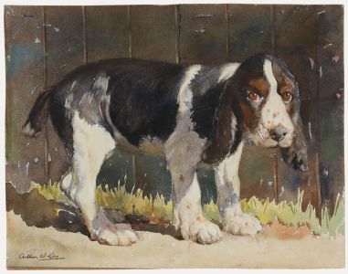 Arthur Wilson Gay (1901-1958) - c.1950 Watercolour, Springer Spaniel Puppy