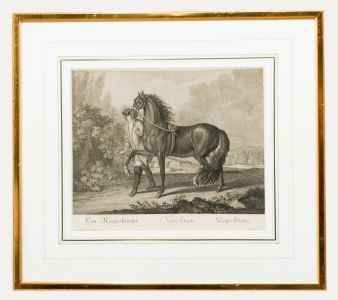 After Johann Elias Ridinger - 18th Century Engraving, Neapolitan Horse