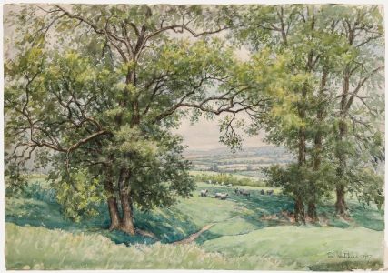 Tom Whitehead - Mid 20th Century Watercolour, Landscape with Sheep
