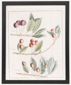After Johann Hermann Knoop (1700-1769) - Framed Engraving, Study of Cherries