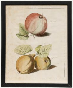 After Johann Hermann Knoop (1700-1769)- 19th Century Engraving, Apples and Pears