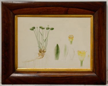 Framed Early 19th Century Watercolour - Nymphaea Alba
