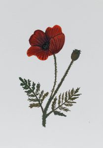 Jemma Jamie - 2024 Watercolour, Poppy