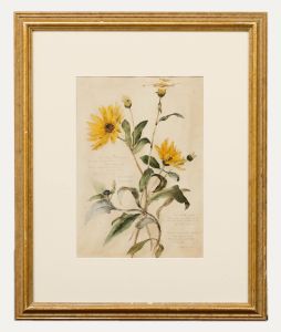 English School Late 19th Century Watercolour - Helianthus