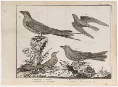 Francois-Nicolas Martinet (1731-1804) - Engraving, Red-Breasted Merganser 