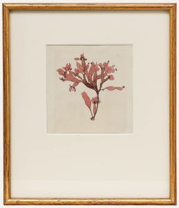 Framed 19th Century Engraving - Fucus brodiaei