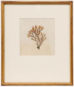 Framed 19th Century Engraving - Fucus canaliculatus