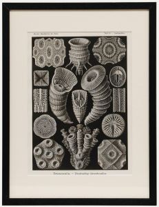 Framed Mid 20th Century Lithograph - Four-rayed Star Corals