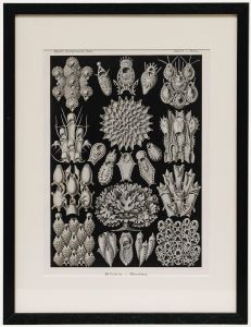 Framed Mid 20th Century Lithograph - Moss Animals