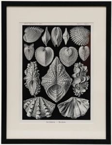 Framed Mid 20th Century Lithograph - Mussels