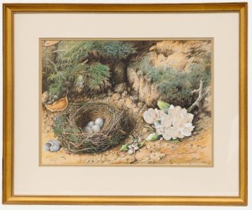 E. T. Young - Framed Late 19th Century Watercolour, Study of a Bird's Nest