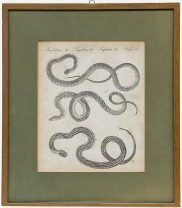 Friedrich Justin Bertuch (1747-1822) - Early 19th Century Engraving, Amphibians