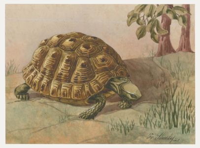 Fr. Siedler - Mid 20th Century Watercolour, Greek Tortoise