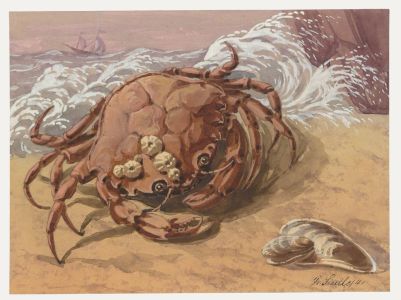 Fr. Siedler - Mid 20th Century Watercolour, Edible Crab