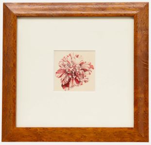 Sophia Katherine Charleton (1789-1844) - Watercolour, Striped Carnation