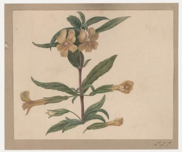Sophia Katherine Charleton (1789-1844) - Watercolour, Diplacus Aurantiacus