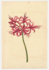 Sophia Katherine Charleton (1789-1844) - Watercolour, Guernsey Lily 