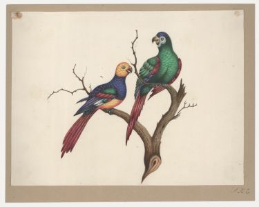 Sophia Katherine Charleton (1789-1844) - Watercolour, Perching Parrots