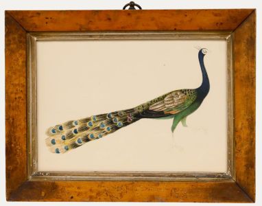 Sophia Katherine Charleton (1789-1844) - Early 19th Century Watercolour, Peacock
