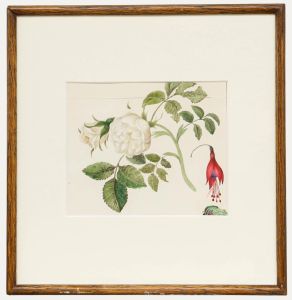 Sophia Katherine Charleton (1789-1844)- Watercolour, Alabaster Rose with Fuchsia