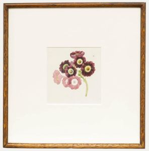 Sophia Katherine Charleton (1789-1844) - Watercolour, Primulas
