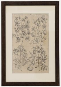 Framed 17th Century Engraving - New World Plants