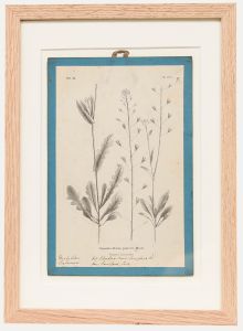 Native Flora of Europe - Framed 19th Century Lithograph, Capsella Bursa Pastoris