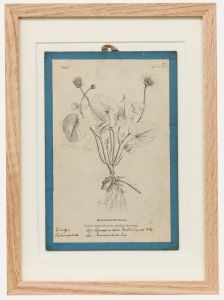 Native Flora of Europe - Framed 19th Century Lithograph, Ranunculus Ficaria