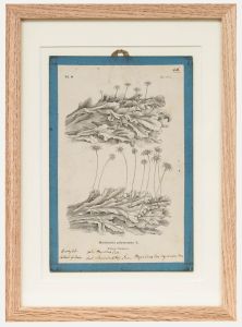 Native Flora of Europe - Framed 19th Century Lithograph, Marchantia polymorpha