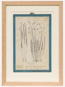 Native Flora of Europe - Framed 19th Century Lithograph, Polytrichum Commune