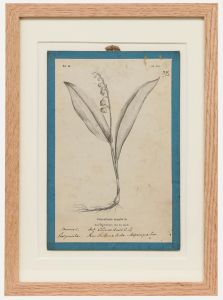 Native Flora of Europe - Framed 19th Century Lithograph, Convallaria majalis